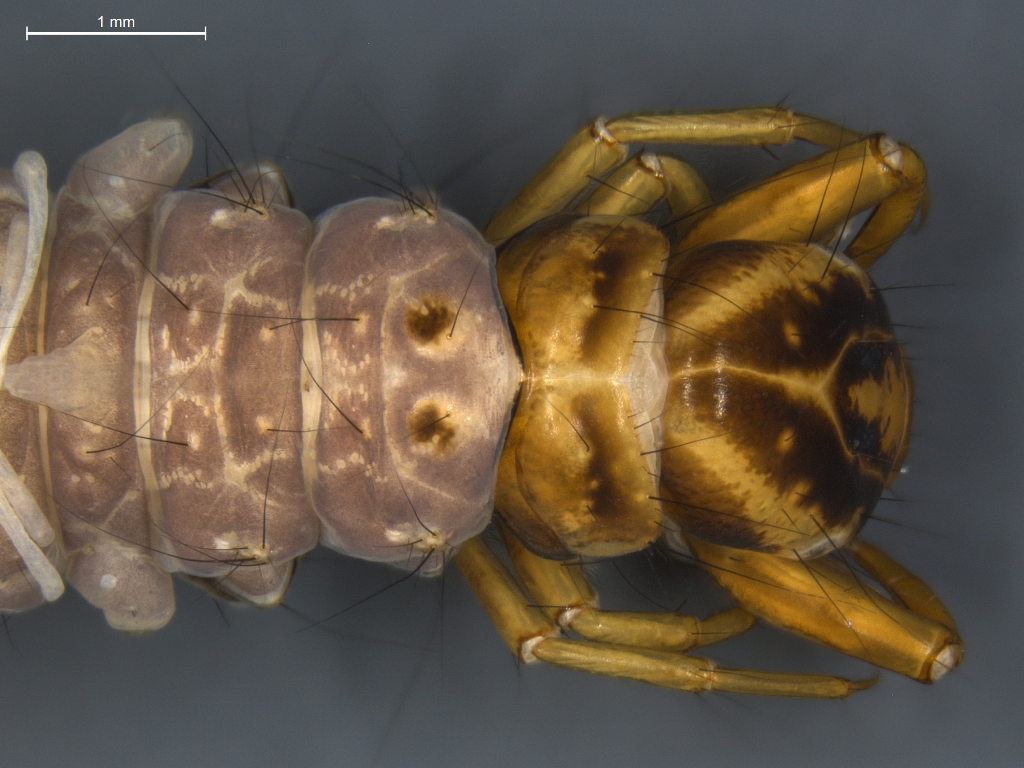 Oligostomis reticulata